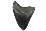 Bargain, Fossil Megalodon Tooth - South Carolina #182861-1